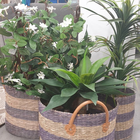 plants in baskets