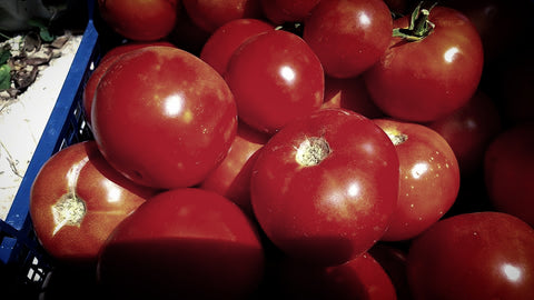 Tomatenernte im September auf den Tomatenfeldern von „Kipos Ygias“