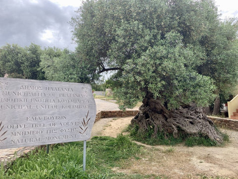 Olivenbaum Kreta