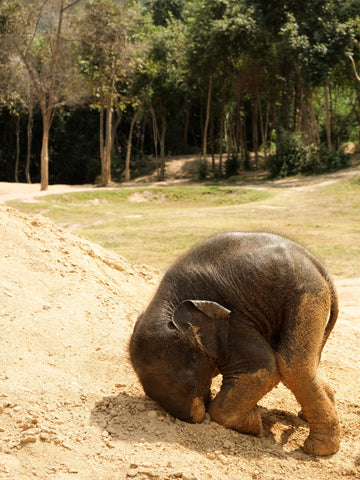 Día_mundial_del_elefante_bebé