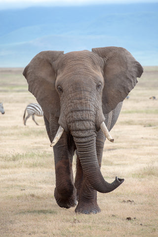 Día_mundial_del_elefante_africano