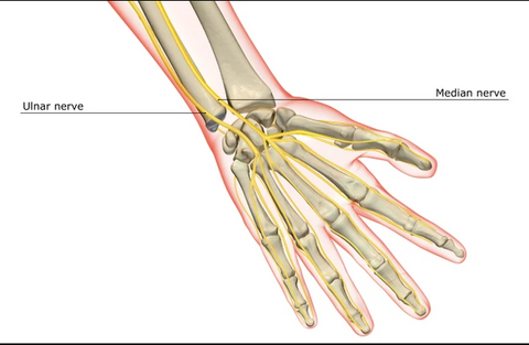 Compression or entrapment of the ulnar nerve is a cause of cycling hand pain.