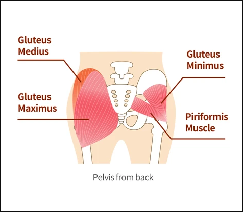 Although the piriformis is a small muscle, it needs looking after.