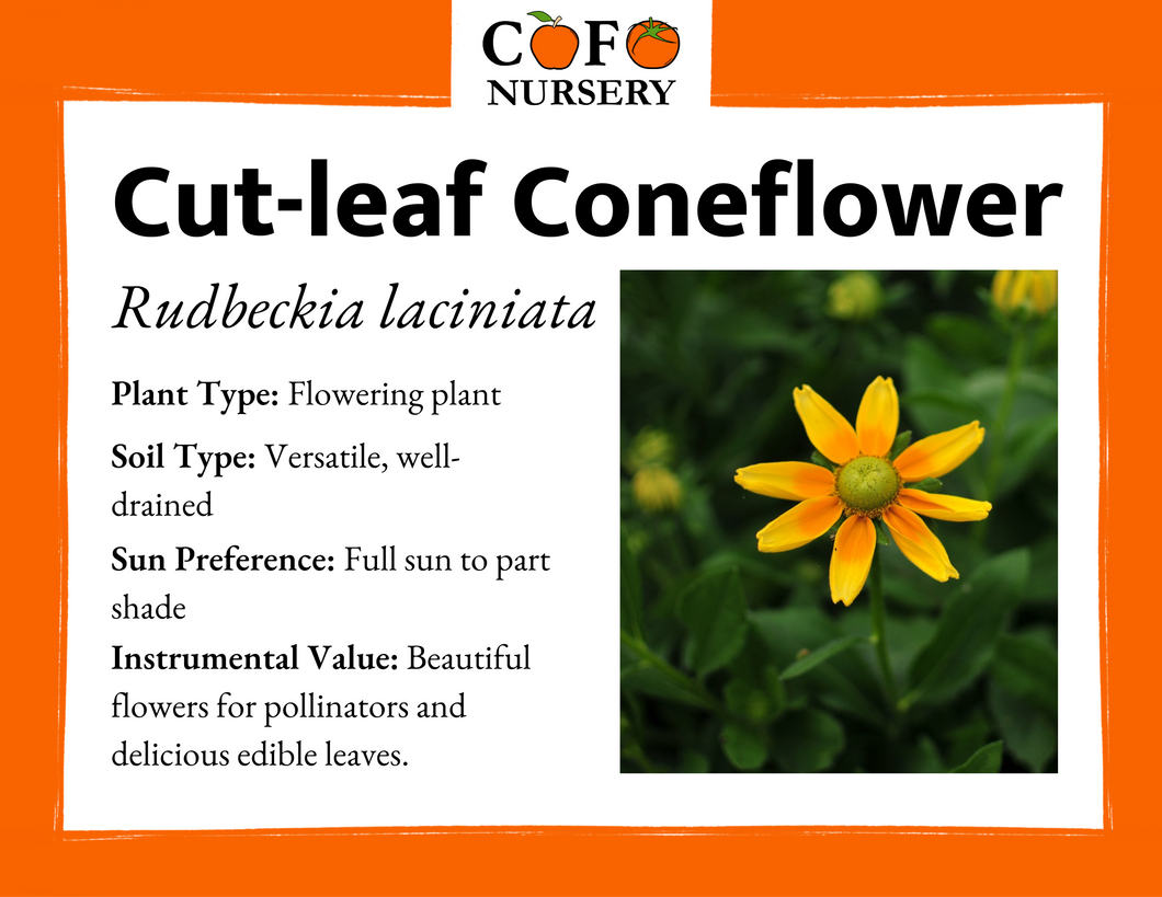Cut-leaf Coneflower (Sochan)