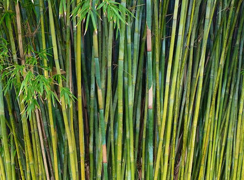 Is Bamboo green?