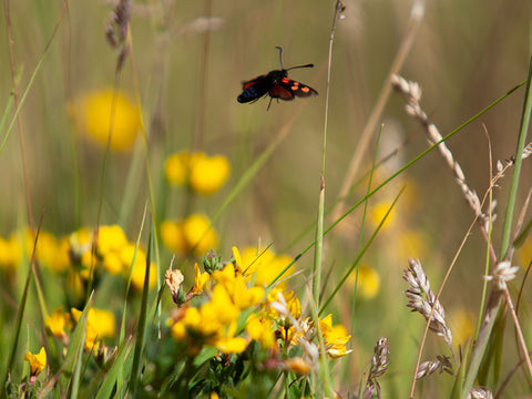 Burnet Moth above Birds Foot Trefoil