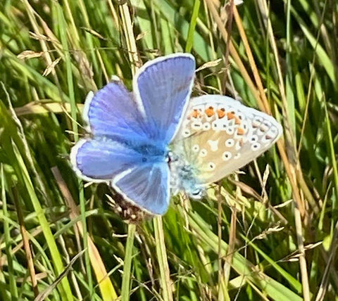 Butterflies, Common Blue, male and female