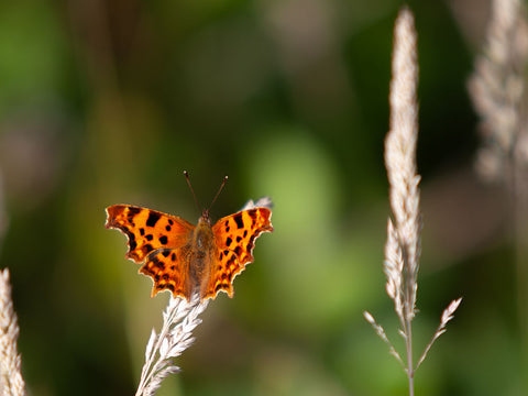 Coppa Butterfly Resting on leaf