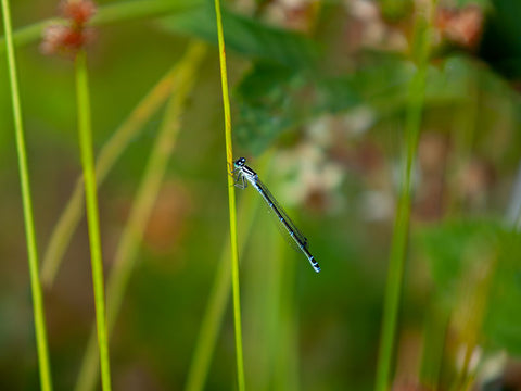 Gorgeous Damsel Fly settled on a reed