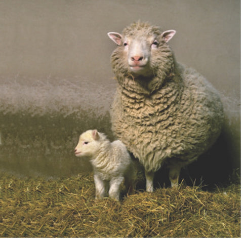 Dolly, the world's firstcloned sheep