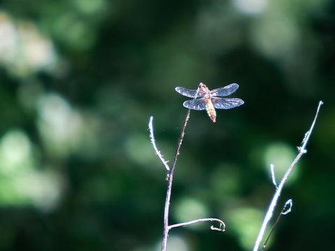 Dragonfly settled on a piece of grass