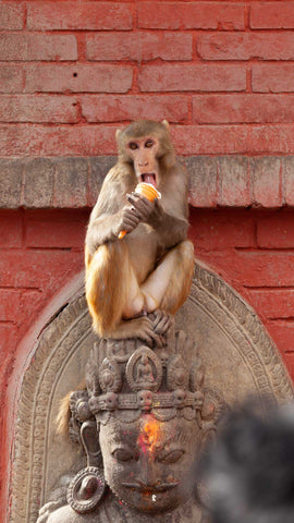 Monkey eating stolen ice cream