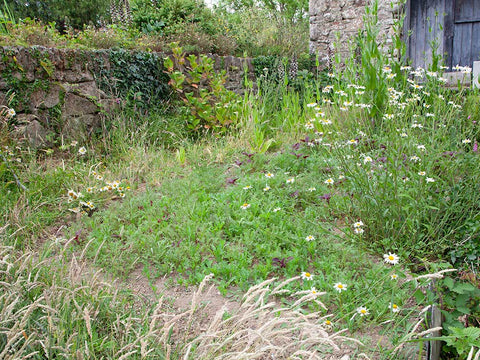 Small area of garden taken over by seeding wildflowers