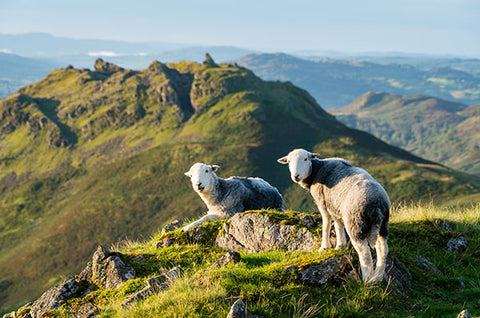 Sheep grazing high on the hills in the Lake District