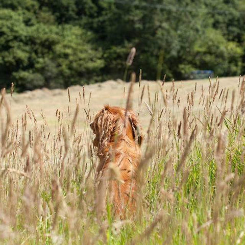 Monty in the meadow