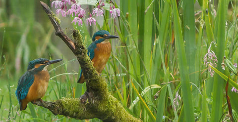 Kingfishers perching on a branch amongst the irises at Lethytep