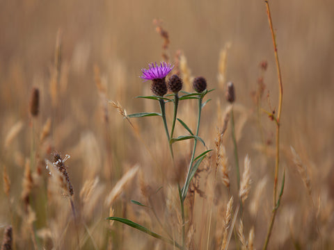 Purple Knapweed Flower in Field