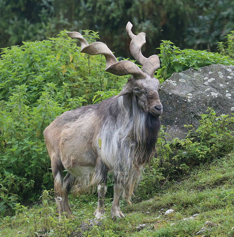 Markhor or Capra Falconeri