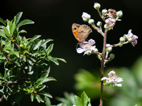 Meadow Brown Butterfly resting on a bramble flower