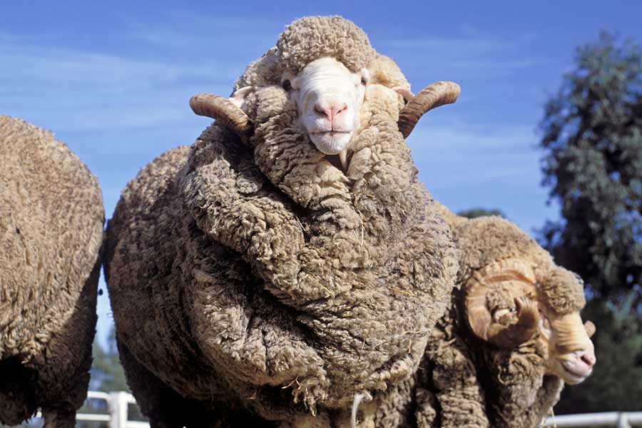 Merino sheep ready to be shorn