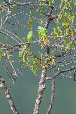 Courtship of Rose-Ringed Parakeets