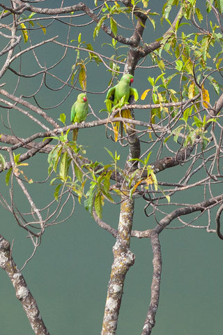 Rose-Ringed Parakeets 