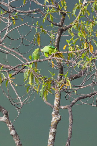 Rose-Ringed Parakeets Affection