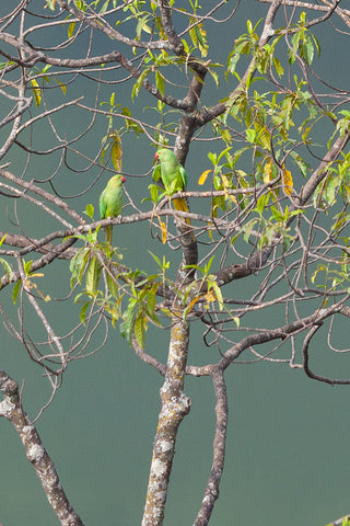 Rose-Ringed Parakeet Male Showing Off