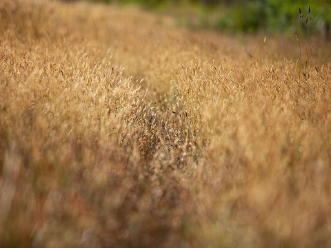 Path through the wildflower meadow