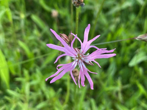 Ragged Robbin