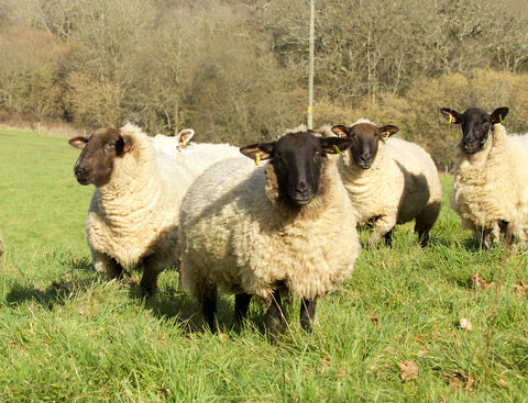 sheep at The Wool Company 