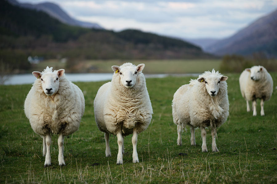 Sheep Standing