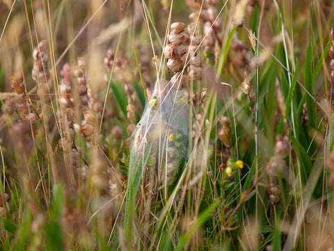 Yellow Rattle in Field Wrapped in a spiders Web