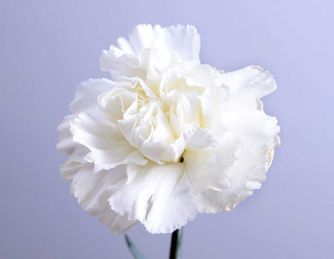 White Carnation for Mother's Day