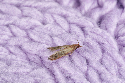 Wool moth on purple knitted woollen jumper