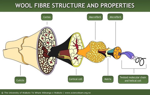 The structure of a fine wool fibre