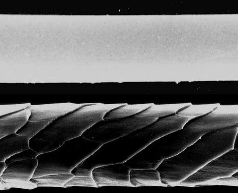 Smooth syntethic fibre (top) and scaly surface of wool fibre under a microscope