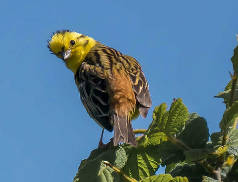 Yellowhammer at Lethytep