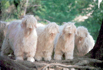 Angora goats