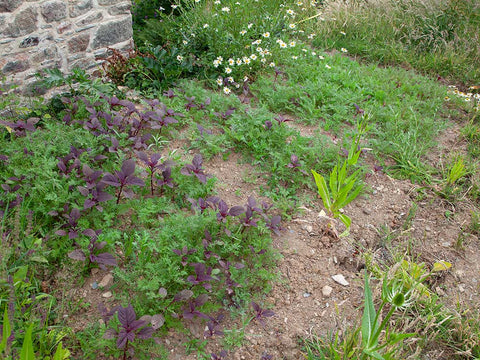 Wildflower patch in garden
