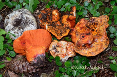 Hypomyces lactifluorum