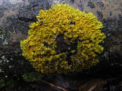 Xanthoria sp. on Cottonwood bark