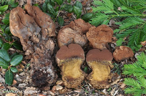 Pisolithus arhizus