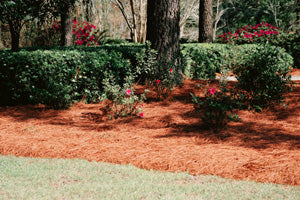 Colored Pine Straw in a large planted area on the edge of a yard