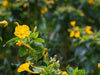 Mirabilis Jalapa Yellow Flower Seeds / Four O'Clock / Bright Sunny Crowded - 0.18 Oz (Pack of 5)