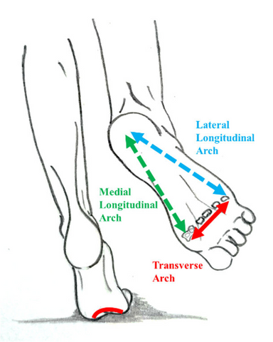 Foot Muscle Weakness and Flat Feet