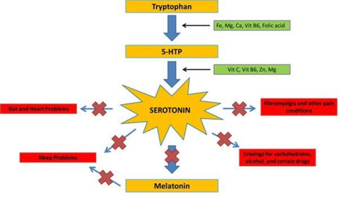Conversion of 5htp to serotonin and melatonin 