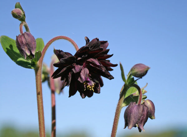 Black Barlow Columbine