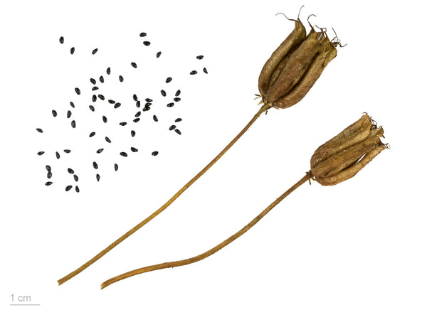 Columbine seed heads and seeds