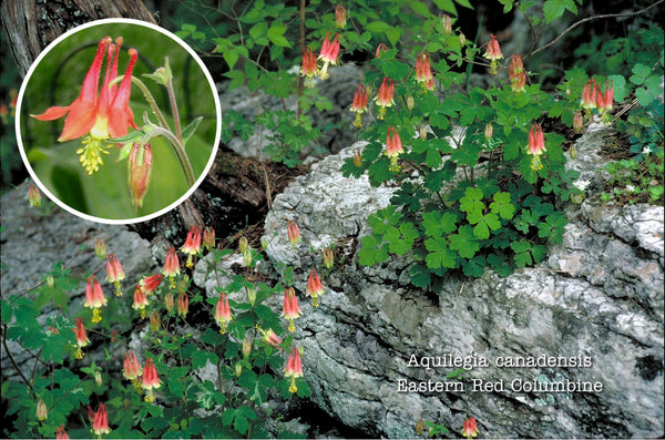 Eastern Red Columbine